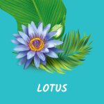 Gel douche hydratant lotus et huile de coco tahiti - le lot de 3 flacons de 250ml