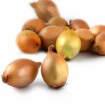 Oignons saucier - le filet de 500 g