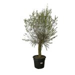 Olivier olea europaea - la plante