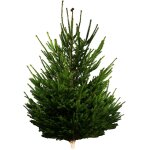 Sapin naturel epic�a 100 - 150 cm carrefour - le sapin