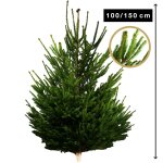 Sapin naturel epica 100 - 150 cm carrefour - le sapin