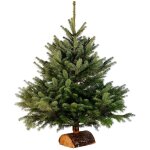Sapin naturel nordmann 100 - 150 cm carrefour - le sapin