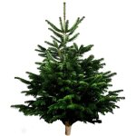 Sapin naturel nordmann 150 - 200 cm carrefour - le sapin
