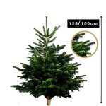 Sapin naturel nordmann avec sa bche en bois 125 - 150 cm carrefour - le sapin avec bche