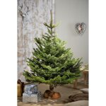 Sapin naturel nordmann avec sa b�che en bois 150 - 200 cm carrefour