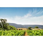 Vin rouge a. o. p. minervois chateau millegrand futs de chene - la bouteille Vin rouge a. o. p. minervois chateau millegrand futs de chene - la bouteille