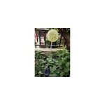 Lampe solaire de jardin à bougie, 6 led, pissenlit, couleur changeante, blanc Lampe solaire de jardin à bougie, 6 led, pissenlit, couleur changeante, blanc