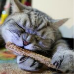 10 / 15 / 20 pieces chat dents batons brossage pur naturel cataire chat chat molaire dentifrice baton ...