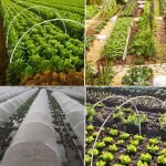 30pcs jardinage plantes fleurs légumes serres protection contre les oiseaux animaux stand set fiber stick ... 30pcs jardinage plantes fleurs légumes serres protection contre les oiseaux animaux stand set fiber stick ...