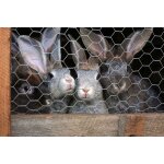 40 m grillage a maille hexagonale, grillage de poulailler, grillage pour enclos a lapins 50 cm