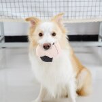 6 pi�ces / ensemble mignon toile football jouet ensemble interactif animal de compagnie jouant dr�le ...