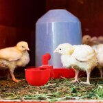 Abreuvoir automatique pour poulets, bol pour ferme, volaille, mangeoire pour poules, canard, oies, dinde ... Abreuvoir automatique pour poulets, bol pour ferme, volaille, mangeoire pour poules, canard, oies, dinde ...