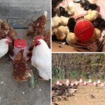 Abreuvoir et mangeoire automatique en plastique pour volaille, conteneurs alimentaires pour poulets, ...