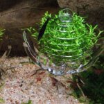 Aquarium multi - fonction epinards cage mousse balle sec spinachl alimentation bol c63b