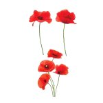 Autocollant pour vitres coquelicots