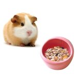 Bol d'alimentation en cramique pour hamster, plat de nourriture pour cochon d'inde, gerbille, hrisson, ...