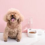 Bol distributeur d'eau pour chat chaton bol pour chat bol pour chien fontaine a boire aliments bol pour ... Bol distributeur d'eau pour chat chaton bol pour chat bol pour chien fontaine a boire aliments bol pour ...
