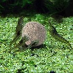 Boule biologique antibactrienne pour aquarium, eau propre, 3 pices, jul24 livraison directe