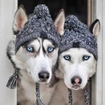 Boule de fourrure garde au chaud et coupe - vent, m�thode de tricotage, chapeau de combat pour chiens, ...