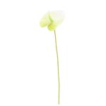 Branche anthurium artificiel 1 tete 61cm blanc
