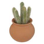 Cactus pot terre cuite terra ali 17x8cm
