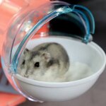 Cage a hamster pour salle de bain, sauna, baignoire, petit animal de compagnie, accessoires de bain, ...