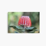 Canevas imprimer fleur de banksia carlate impression sur toile art dcoration murale / 40x50cm ou 40x40cm ...