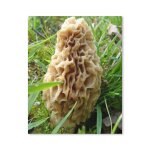Canevas imprimer morilles savoureuses sans cadre 40x50cm diy installer