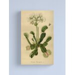 Canevas imprimer pige  mouches vnus impression sur toile art dcoration murale / 40x50cm ou 40x40cm ...