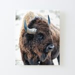 Canevas imprimer en prsence de bison dans le parc national de yellowstone et le parc arsenal, colorado ...