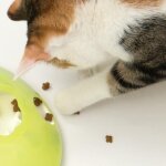 Cat it toupie a r�gals play - pour chat