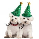 Chapeau pour animaux de compagnie, dguisement, arbre de nol, coiffure de chat, couvre - chef d'halloween, ...