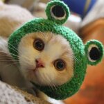 Chapeau pour animaux de compagnie vert, s chapeau de fil de laine de chien de chat tricoté a la main ... Chapeau pour animaux de compagnie vert, s chapeau de fil de laine de chien de chat tricoté a la main ...