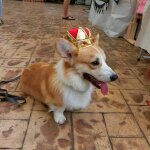Chapeau d'anniversaire pour animaux de compagnie, couronne mignonne en cristal, couvre - chef amusant ... Chapeau d'anniversaire pour animaux de compagnie, couronne mignonne en cristal, couvre - chef amusant ...