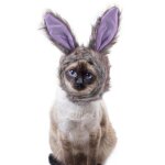 Chapeau pour chat, chien, lapin, dcoration d'halloween, couvre - chef amusant, dguisement pour animaux ...
