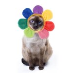 Chapeaux de chat cratifs en forme de tournesol pour chien, accessoires pour dguisement de fte, coiffure ...