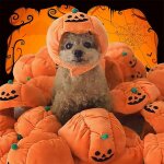 Chapeau d'halloween pour animaux de compagnie, accessoire de dguisement, citrouille, chat, chiot, accessoires ...