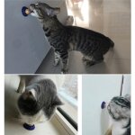 Chat en forme de chat sucre chat sain, vitamine, snacks se lchant, bonbons nutrition, boule d'nergie, ...