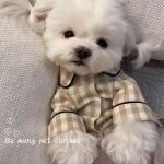 Chemise a carreaux ins pour animaux de compagnie, pyjama pour chien, costume pour chat, imprim petit ...