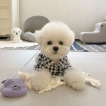Chemise a carreaux ins pour animaux de compagnie, pyjama pour chien, costume pour chat, imprim petit ...