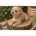 Chien collier lara beige s 31 - 39cm 20mm