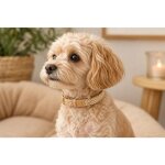 Chien collier lara beige xs 24 - 30cm 15mm