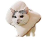 Collier pour chat, anneau anti - l�chage, motif avocat et bagel, taille s