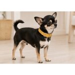 Collier pour chien virginia en cuir xs / s 24 - 30cm 15mm jaune