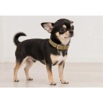 Collier pour chien virginia en cuir xs / s 24 - 30cm 15mm vert