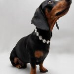 Collier en cristal strass pour chat, délicat, brillant, accessoires de mariage, produits pour animaux ... Collier en cristal strass pour chat, délicat, brillant, accessoires de mariage, produits pour animaux ...