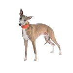 Collier l�vrier nicky bobby longueur 45 x 7 cm, cou 32 / 39 cm pour chien