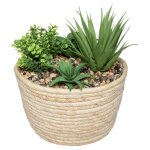 Composition plantes grasses 19cm
