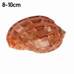 Dcoration naturelle de conques de mer, carambola, escargot, herms, remplacement de crabe de poisson, ...