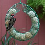 Couronne d'alimentation en boule d'arachides et suif entire suspendue pour oiseau et ecureuil avec crochet ...